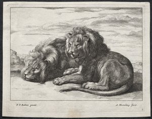 varios leones de Abraham Blooteling
