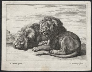 Varios leones