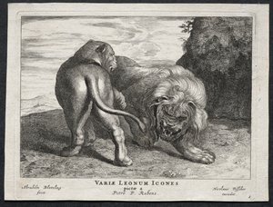 Varios leones de Abraham Blooteling