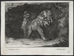 Varios leones de Abraham Blooteling