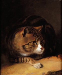 Un gato atigrado