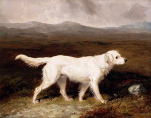 El setter inglés blanco 