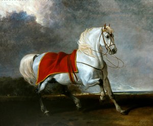 Caballo gris ensillado asustado por una tormenta, llamado 