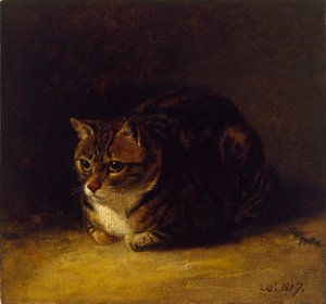 Estudio de un Gato