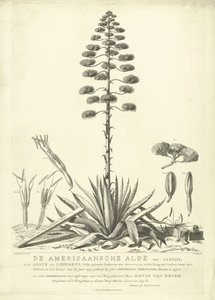 Aloe americano floreciente, 1757 El Aloe Americano de Clusius, o el Agave de Linnaeus (...) Habiendo Florecido en el Verano del Año 1757 por Jac: Schuurmans Stkehooven, Florista en Leiden (título sobre objeto) de Abraham Delfos