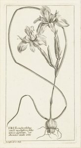 Iris de Abraham Delfos