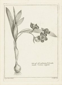Ixia de Abraham Delfos