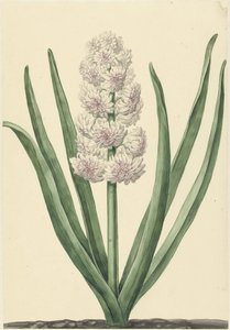 El jacinto blanco y rosa Estados Generales de Abraham Hendrik van Beesten
