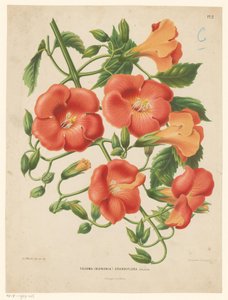 Bigonia Tecoma (bignonia) grandiflora (título sobre objeto) de Abraham Jacobus Wendel