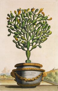 Opuntia Maior Augustifolia, de Phytographia Curiosa, publicado en 1702 de Abraham Munting