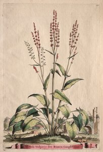 Phytographia Curiosa: Acetosa Vulgaris sive Rumex Canpferinus de Abraham Munting