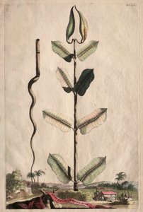Phytographia Curiosa: Apocynum Virginianum de Abraham Munting