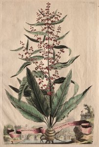 Phytographia Curiosa:  Britannica Antiquorum Vera de Abraham Munting