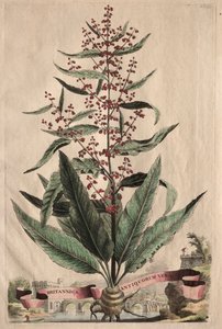 Phytographia Curiosa: Britannica Antiquorum Vera de Abraham Munting
