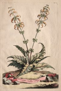 Phytographia Curiosa:  Horminum Indicum Majus de Abraham Munting