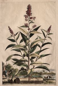 Phytographia Curiosa:  Spiraea Theophrasti de Abraham Munting