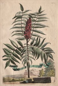 Phytographia Curiosa: Sumach Arbor de Abraham Munting