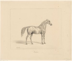 semental árabe Vezir (título sobre objeto) de Abraham Vinkeles