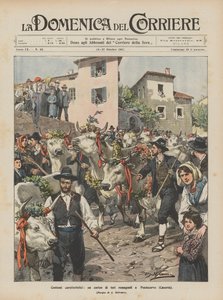 Costumbres características, un desfile de toros romañolos en Pontecorvo (Caserta)