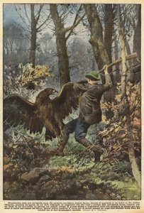Lucha dramática con un águila real
