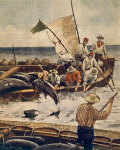 Pesca extraordinaria de atún rojo en la Isla Piana, Cerdeña, por Achille Beltrame, de La Domenica del Corriere, 30 de junio de 1900 de Achille Beltrame