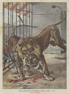 Feroz combate entre un tigre y un león en Florencia