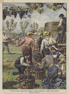 Las huelgas agrarias en Reggio Emilia, propietarios y señoritas reemplazan a los campesinos en la vendimia de Achille Beltrame