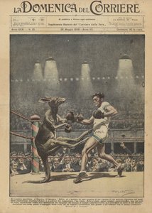 El canguro boxeador