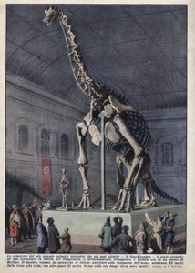 Instalación en un museo en Berlín, Alemania, de un esqueleto de braquiosaurio descubierto por un científico en África. Ilustración de Achille Beltrame en 