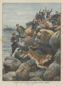 La caza de un tigre escapado de un zoológico en el puerto de Marsella
