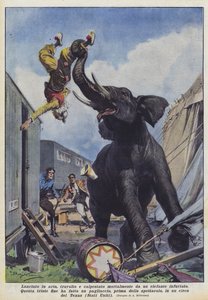 Lanzado al aire, arrollado y mortalmente pisoteado por un elefante enfurecido