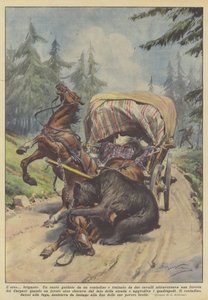 El oso bandido