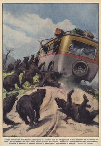 A lo largo de una carretera de Anatolia (Turquía) un autobús con seis viajeros fue atacado por una manada de osos