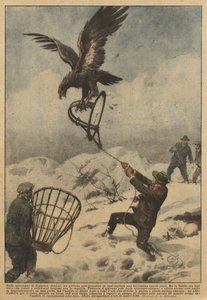En las montañas de Coggiola (Biella), un joven pudo atrapar en una trampa a un hermoso águila real de Achille Beltrame