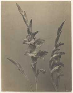 [Gladiolo] de Achille Quinet