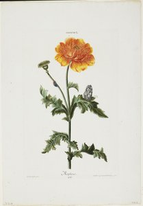 Papauer I. 106. Morfeo, de Hortus Nitidissimis, 1773