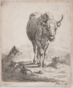 Una vaca, vista desde el frente, 1805