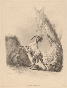 Cabra en un Paisaje de Adam von Bartsch