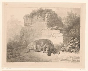 Perro durmiendo frente a una pared Animales según pinturas de maestros holandeses (título de la serie) Différens animaux graves d
