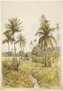 Palmeras, Colima