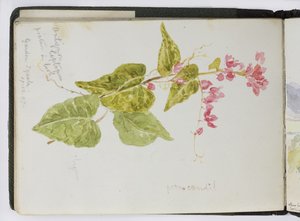 Cuaderno de bocetos de acuarelas, dibujos y notas, México, 1896-1898