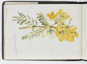 Cuaderno de bocetos de acuarelas, dibujos y notas, México, 1896-1898 de Adela Breton