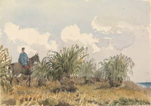 Tussac Grass, Islas Malvinas