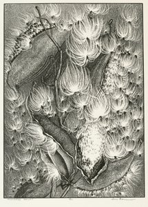 Ballet de Algodoncillo de Adolf Ernst Meissner