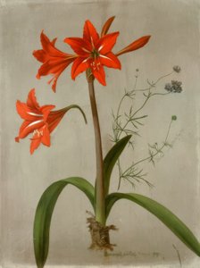 Amarilis y Gilia