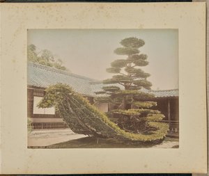 Pino, Kinkakuji de Adolfo Farsari