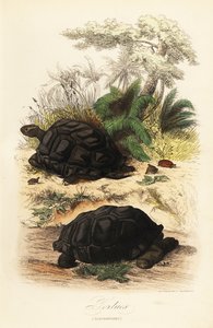 Tortuga gigante de Aldabra, Aldabrachelys gigantea, vulnerable