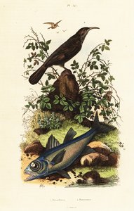 Picoteador de corona gris y pez cardenal negro. de Adolph (after) Fries
