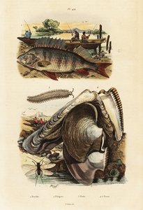 Perca, ostra perlada, gusano de terciopelo y crisopa.,1834-1839 (grabado)
