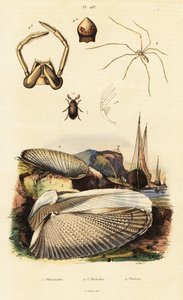 Piddock, almeja, escarabajo y araña. de Adolph (after) Fries